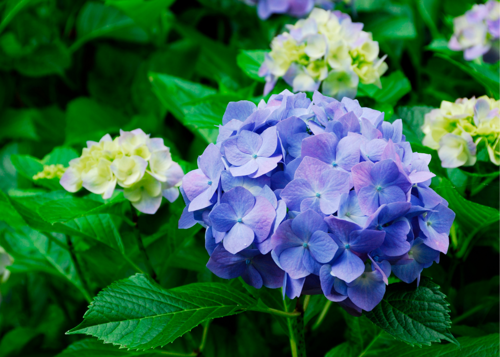 hydrangea