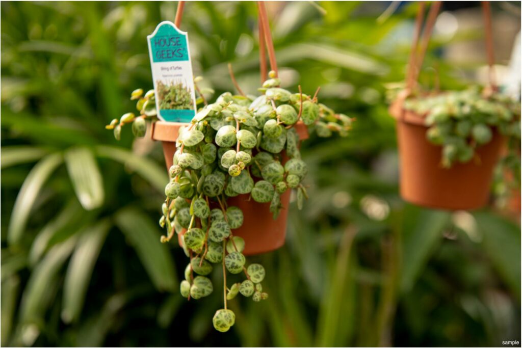 211205_BountifulAcres_Spring_096