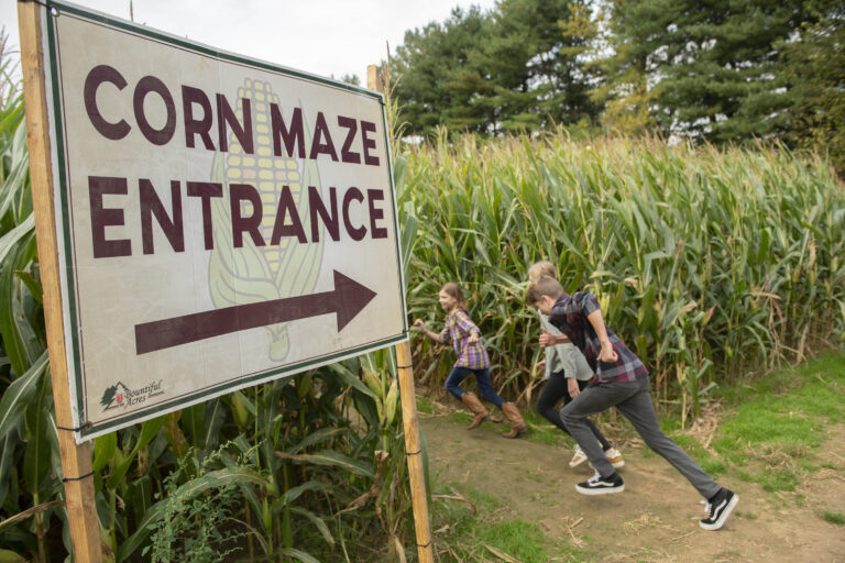 corn maze bucks county
