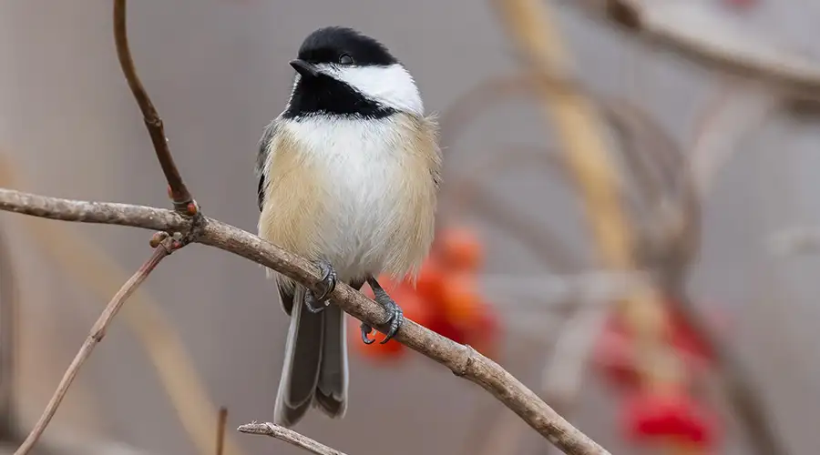 Black-capped Chickadee