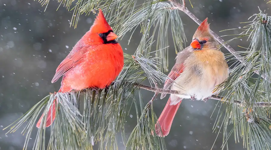Northern Cardinal