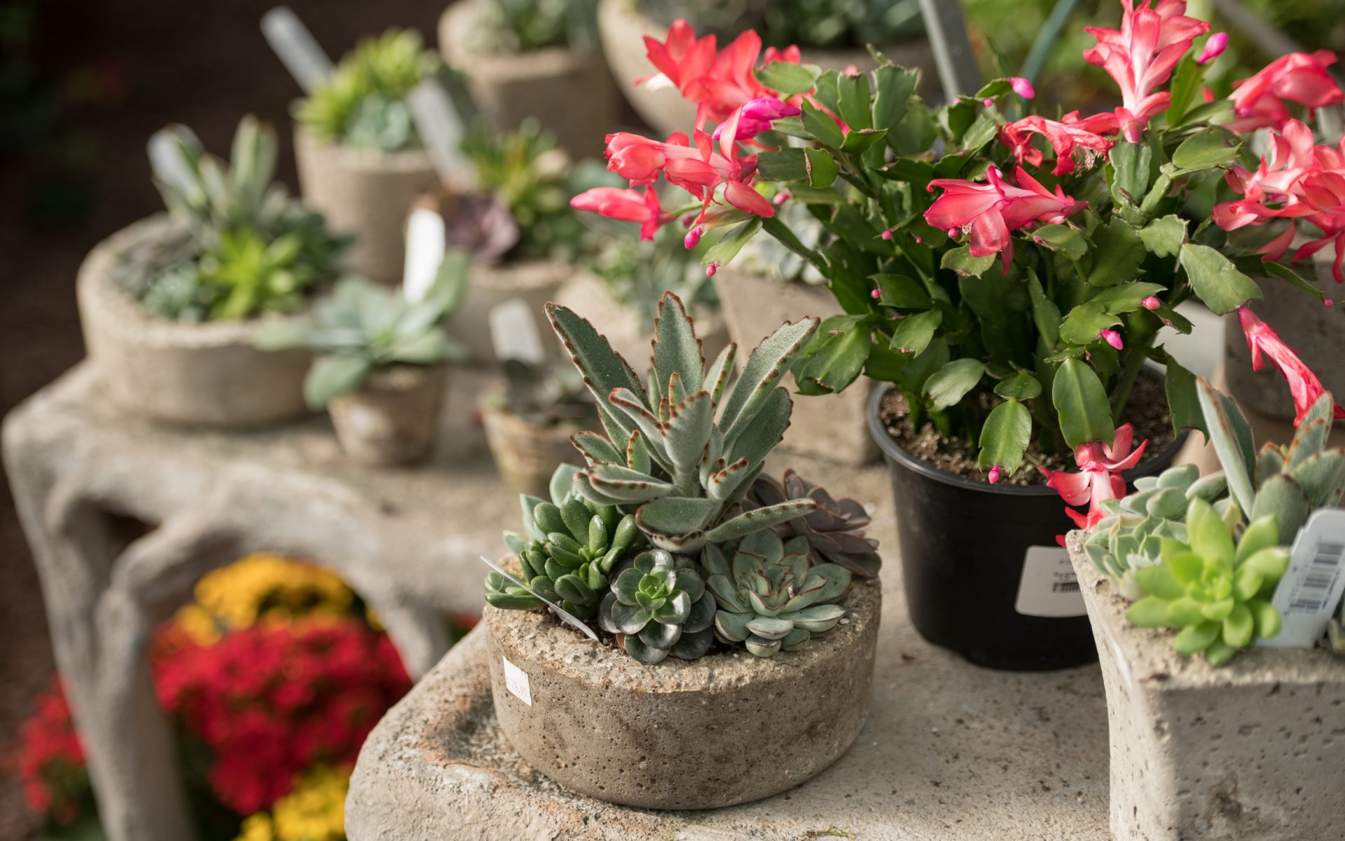 201207_BountifulAcres_Winter_045