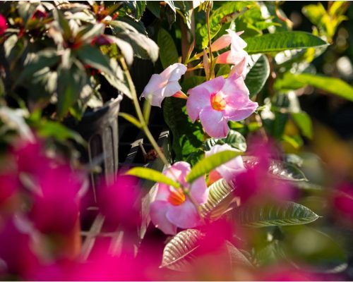 211205_BountifulAcres_Spring_002 (1)