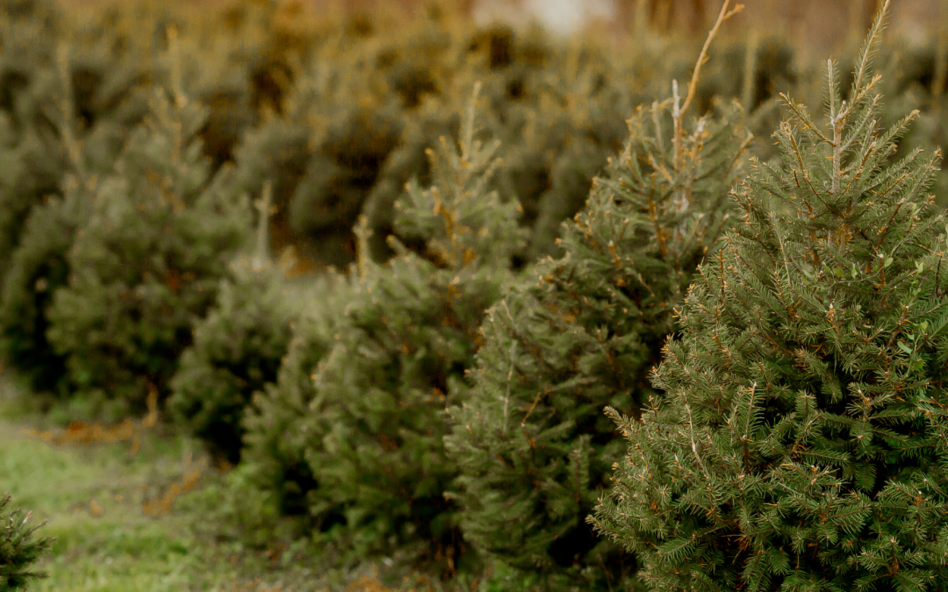 Untitled design - 2024-10-29T145046.447